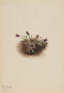 Alppikirppu (Erigeron unalaschcensis) tekijältä Mary Vaux Walcott