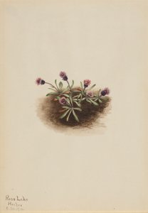 Alpine Fleabane Erigeron unalaschcensis, 1916. tekijältä Mary Vaux Walcott