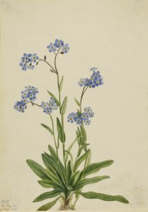 Alppien unohdusnuotti (Myosotis alpestris) tekijältä Mary Vaux Walcott