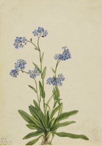 Alpine unohda Myosotis alpestris, 1924.