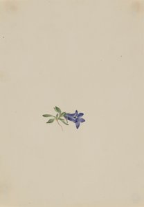 Alpine Harebell Campanula lasiocarpa, n.d. tekijältä Mary Vaux Walcott