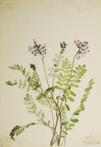Alppimaitohorsma (Astragalus alpinus) tekijältä Mary Vaux Walcott