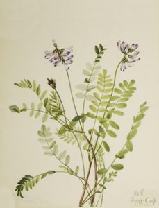 Alppipiippa Astragalus alpinus, 1921. tekijältä Mary Vaux Walcott