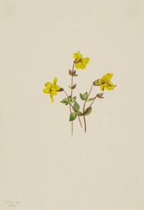 Alpine Monkey Flower Mimulus caespitosus, 1904. tekijältä Mary Vaux Walcott