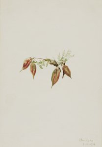 Alppipistiäinen (Oxytropis podocarpa) tekijältä Mary Vaux Walcott