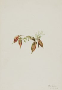 Alpine Pointvetch Oxytropis podocarpa, 1918. tekijältä Mary Vaux Walcott