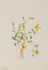 Alpine Ragwort Senecio -laji, 1905. tekijältä Mary Vaux Walcott