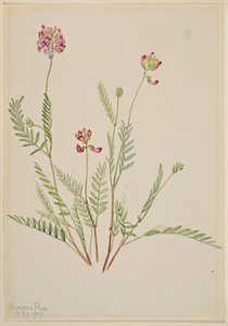 Alppivehnä (Astragalus bourgovii) tekijältä Mary Vaux Walcott