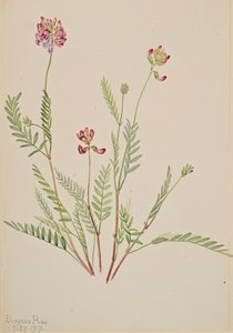 Alppivirna Astragalus bourgovii, 1917. tekijältä Mary Vaux Walcott