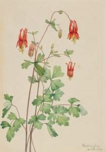 Amerikkalainen akileija (Aquilegia canadensis) tekijältä Mary Vaux Walcott