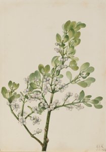American Mistletoe Phoradendron flavescens, 1923.