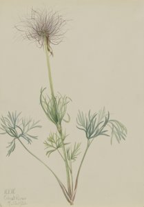 Amerikkalainen Pasqueflower (Pulsatilla ludoviciana) tekijältä Mary Vaux Walcott