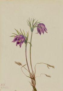 Amerikkalainen Pasqueflower Pulsatilla ludoviciana, 1922. tekijältä Mary Vaux Walcott