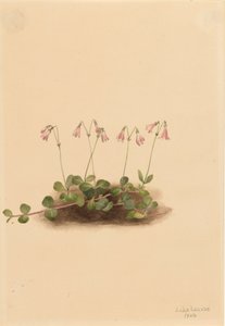 Amerikkalainen kaksoskukka Linnaea borealis americana, 1902. tekijältä Mary Vaux Walcott