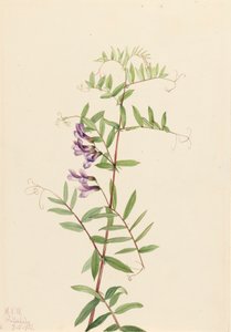 American Vetch Vicia americana, 1922. tekijältä Mary Vaux Walcott