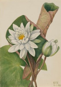 Amerikkalainen vesililja (Castalia odorata) tekijältä Mary Vaux Walcott