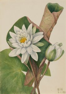 Amerikkalainen Waterlily Castalia odorata, 1920. tekijältä Mary Vaux Walcott