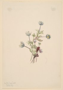 Anemone (Anemone drummondii) tekijältä Mary Vaux Walcott