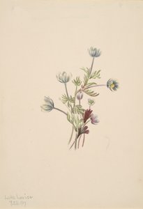 Anemone Anemone drummondii, 1907. tekijältä Mary Vaux Walcott