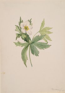 Anemone canadensis, 1907. tekijältä Mary Vaux Walcott