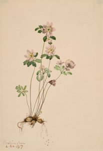 Anemonella Syndesmon thalictroides, 1917. tekijältä Mary Vaux Walcott