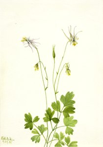 Aquilegia ecalcarata, 1935. tekijältä Mary Vaux Walcott
