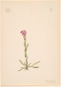Arabis lyallii, 1916. tekijältä Mary Vaux Walcott