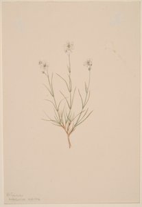 Arenaria formosa tekijältä Mary Vaux Walcott