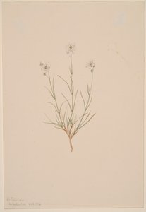 Formosan hiekkakivi, 1904. tekijältä Mary Vaux Walcott
