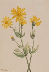 Arnica (Arnica latifolia) tekijältä Mary Vaux Walcott