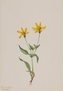 Arnica alpina tekijältä Mary Vaux Walcott