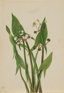Arum Nuolipää (Sagittaria cuneata) tekijältä Mary Vaux Walcott