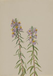 Aster Aster hirariifolius, 1923. tekijältä Mary Vaux Walcott