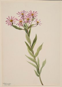 Aster Engelmann tekijältä Mary Vaux Walcott