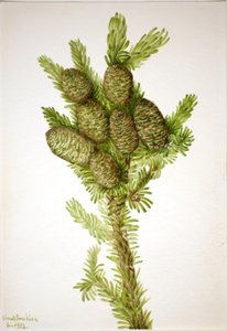 Balsamikuusi (Albies fraseri) tekijältä Mary Vaux Walcott