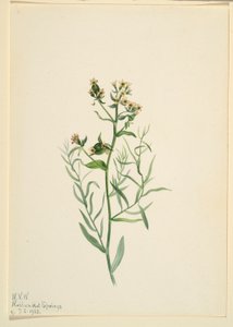 Rupikonna (Comandra pallida) (Comandra pallida) tekijältä Mary Vaux Walcott