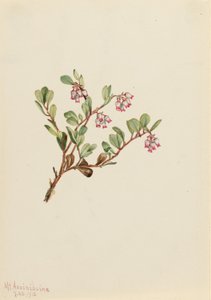 Karhunvatukka (Arctostaphylos uva-ursi) tekijältä Mary Vaux Walcott