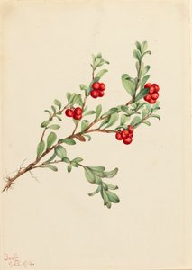 Karhumarja Arctostaphylos uva-ursi, 1916. tekijältä Mary Vaux Walcott