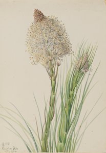 Karhuruoho Xerophyllum tenax, 1924. tekijältä Mary Vaux Walcott