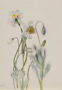 Bearpoppy Arctomecon merriami, 1935. tekijältä Mary Vaux Walcott
