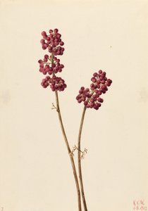 Kauneusmarja (Callicarpa americana) tekijältä Mary Vaux Walcott