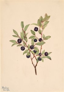 Big Whortleberry Vaccinium membranaceum, 1916. tekijältä Mary Vaux Walcott