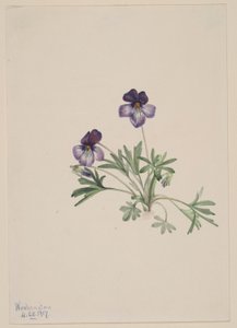 Lintujalkavioletti (Viola pedata) tekijältä Mary Vaux Walcott