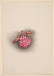 Bitterroot (Lewisia redivivivia) tekijältä Mary Vaux Walcott