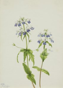 Sinisilmäinen Mary Collinsia verna, 1927. tekijältä Mary Vaux Walcott