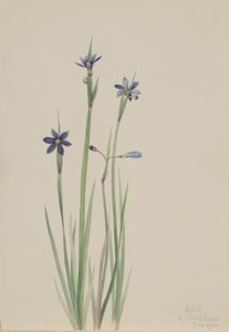 Sinisilmä-ruoho (Sisyrinchium angustifolium) tekijältä Mary Vaux Walcott