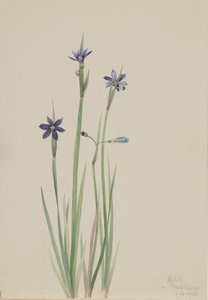 Sinisilmäinen ruoho Sisyrinchium angustifolium, 1920. tekijältä Mary Vaux Walcott