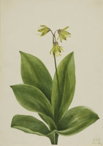 Sininen helmi (Clintonia borealis) tekijältä Mary Vaux Walcott