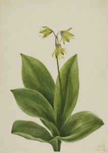 Sininen helmi Clintonia borealis, 1924. tekijältä Mary Vaux Walcott
