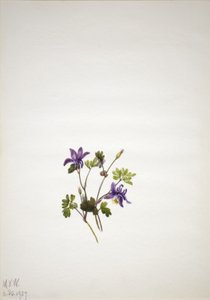 Sininen akileija (Aquilegia saximontana) tekijältä Mary Vaux Walcott